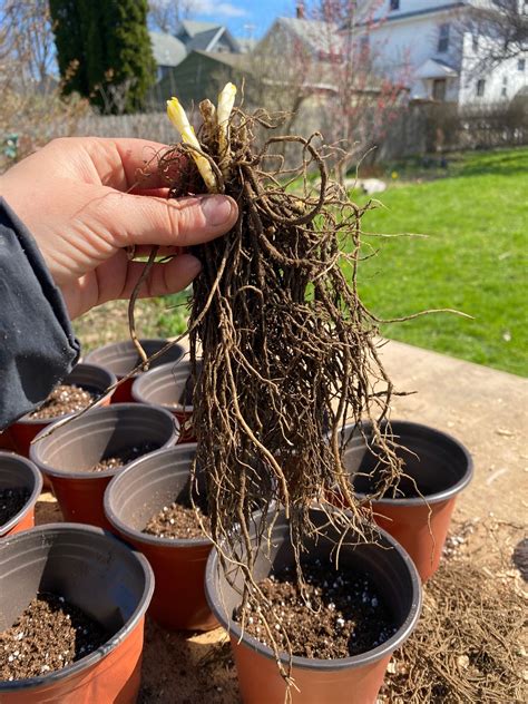 What To Do With Bare Root Perennials When You Re Not Ready To Plant