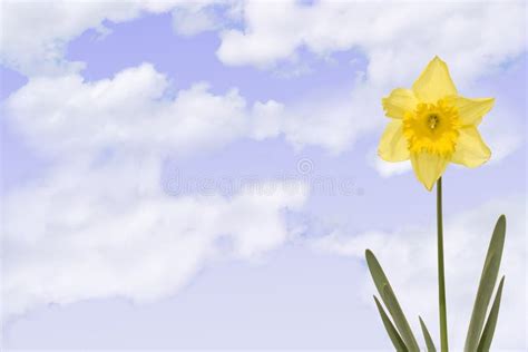 Daffodill With Cloudy Sky Stock Photo Image Of Green 4716046