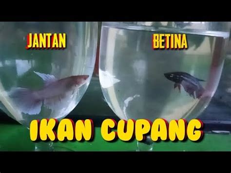 Klep mata antara jantan dan betina berbeda dengan drastis. MENENTUKAN JANTAN DAN BETINA IKAN CUPANG - YouTube
