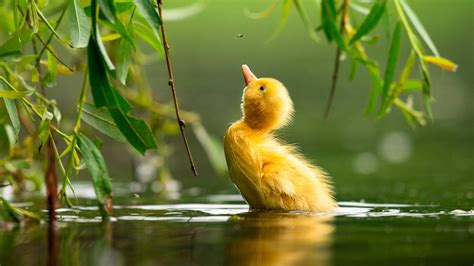 See The Finalists Of The Bird Photographer Of The Year 2021 Contest