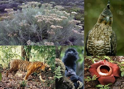 Kader Konservasi Pentingnya Pelestarian Flora Dan Fauna Bagi Kehidupan