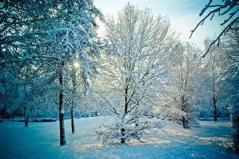 Free Images : tree, nature, forest, branch, cold, sunset, sunlight, morning, frost, ice, weather ...