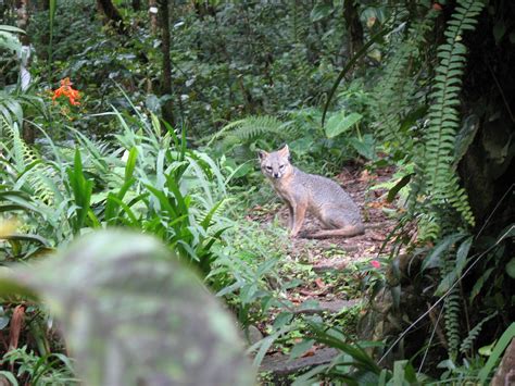 Tropical Gray Fox Monteverde Costa Rica Photo By Gina Bang Avanti