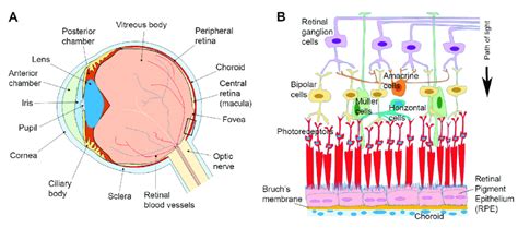 Anatomy Of The Eye And Arrangement Of Cells In The Retina And