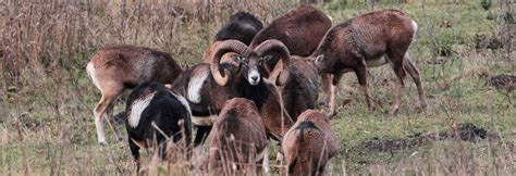 Mouflon Sheep Hunts Outdoors International