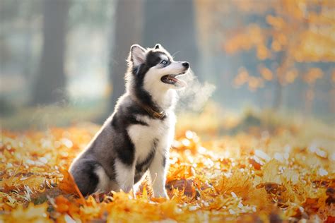 Download Depth Of Field Puppy Baby Animal Leaf Dog Animal Siberian