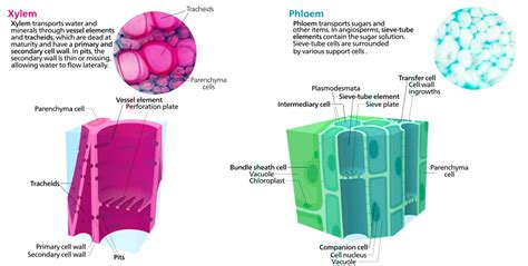 Wiring And Diagram Diagram Of Xylem And Phloem Tissue