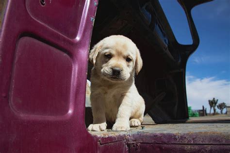 Labrador Retriever Puppy Photograph By Zandria Muench Beraldo Fine