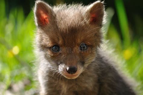 Red Fox Cub Face Stock Photo Image Of Whiskers Young 24445252