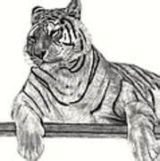 Siberian Tiger Drawing By Patricia Hiltz Fine Art America