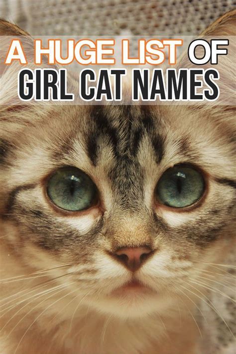 Unlike some other cat breeds, their origins involve some stray cats. FelineLiving.net | Cat names girl unique, Girl cat names ...