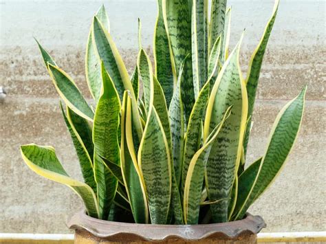 Check spelling or type a new query. 27 Best Low Light Indoor Plants for Light-Starved Rooms