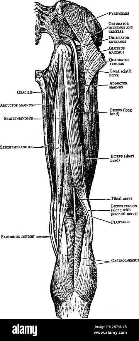 This Illustration Represents Muscles On The Back Of The Thigh Vintage Line Drawing Or Engraving