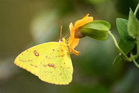 yellow butterfly - Birds and Blooms