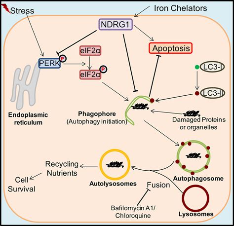 Er Stress Pathway Steve