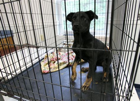 Gallery Little Victories Animal Shelter Photos News Herald
