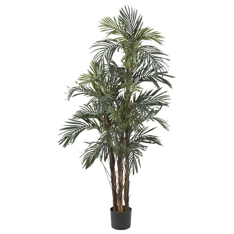 5 Foot Robellini Palm Tree Potted