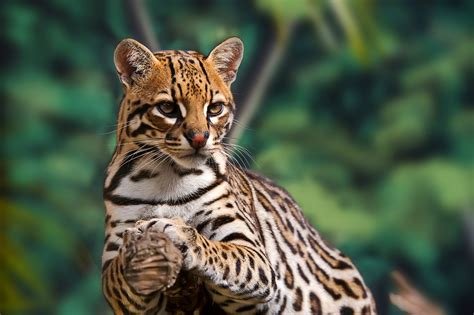 Tropical forests are the home to a huge number of animal species. Animals Found In The Tropical Rainforest Biome | CAR ...