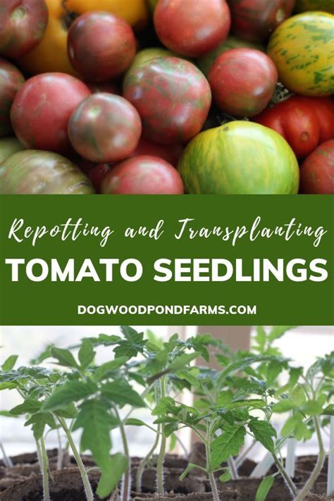Transplanting Tomato Seedlings For Maximum Growth Tomato Seedlings