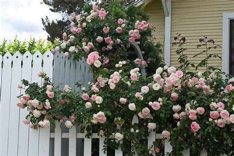 Eden Climbing Rose Bush Flowersgarden Patio Pinterest