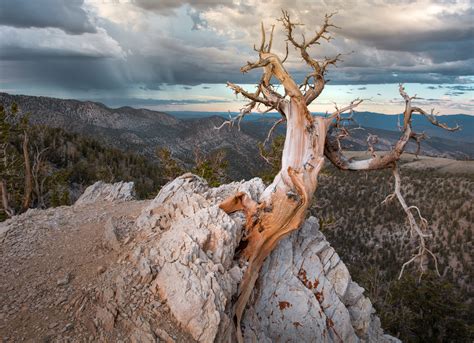 A Day Photographing The Ancient Bristlecone Pine Forest Jez Hughes