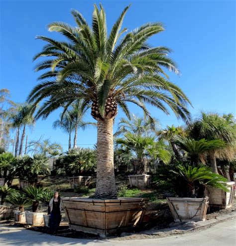 Canary Island Date Palms Have A Wide Beautifully Brown Colored Trunk