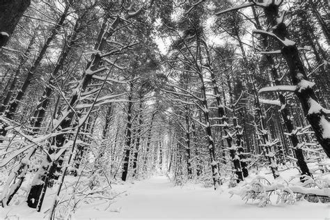 Winter Woods Photograph By Owen Weber Fine Art America
