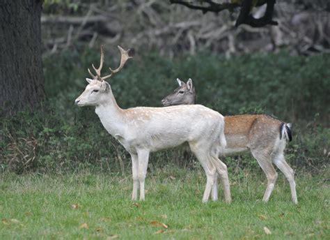 Back In Birdland Fallow Deer Norfolk