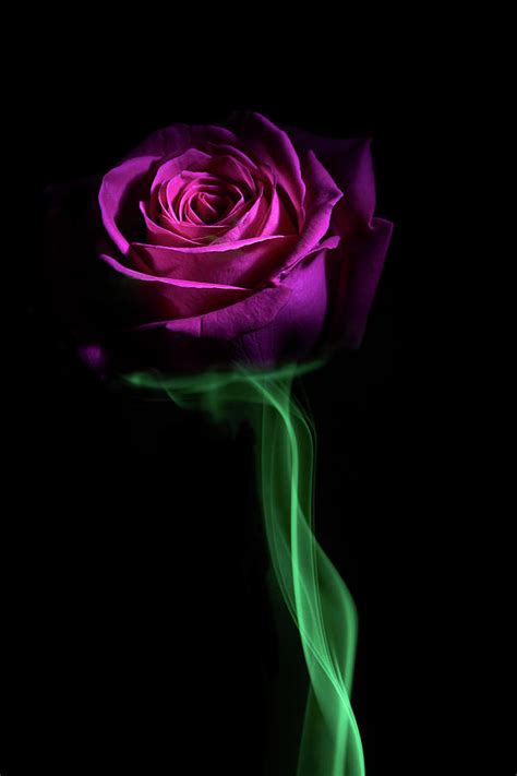 Smoke Rose Petal In Color Photograph By Rene Olivas Fine Art America