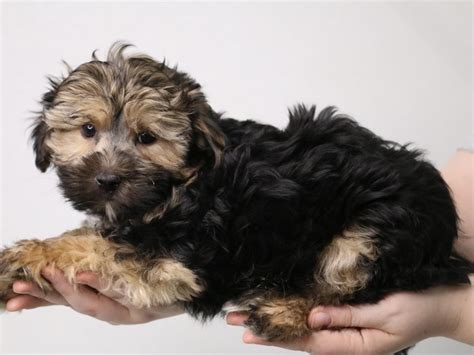 Yochon Dog Male Black Tan 3537606 My Next Puppy