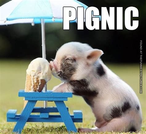 Funny picnic Memes