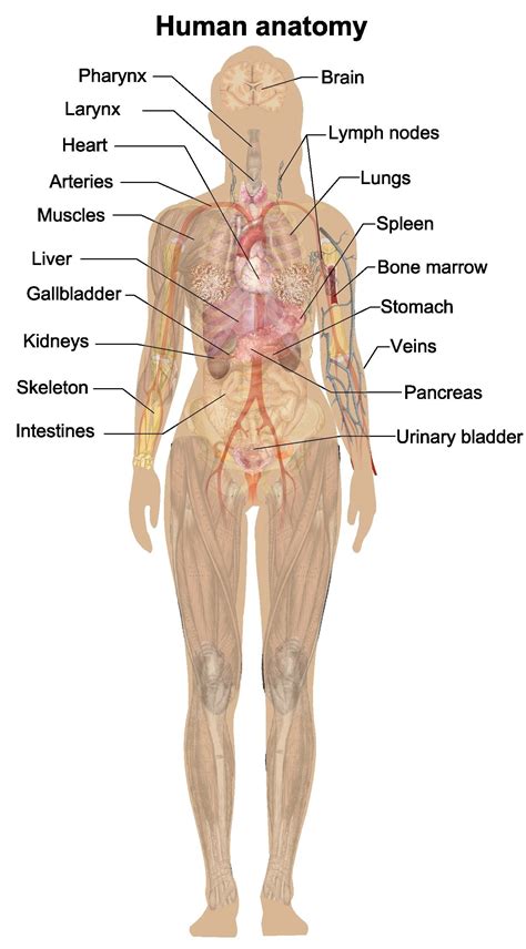 female human anatomy body internal organs vector image images