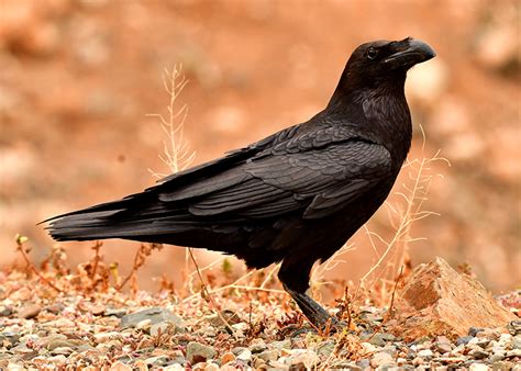 Brains And Brawn Helped Crows And Ravens Take Over World Mirage News