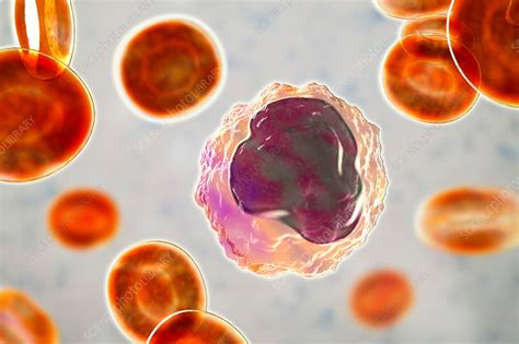 Monocyte White Blood Cell In A Blood Smear Illustration Stock Image
