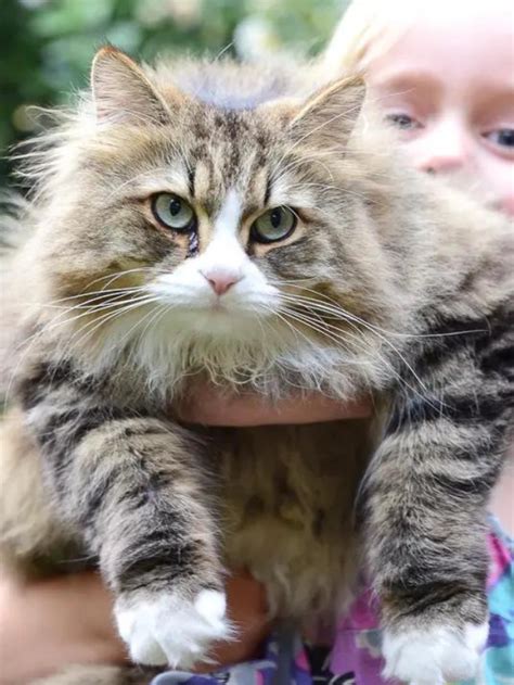 16 Friendliest Cat Breeds Youll Want To Take Home Story The