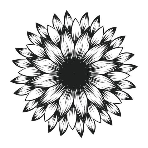 Sunflower Outline Sunflower Line Art Floral Line Drawing Black And