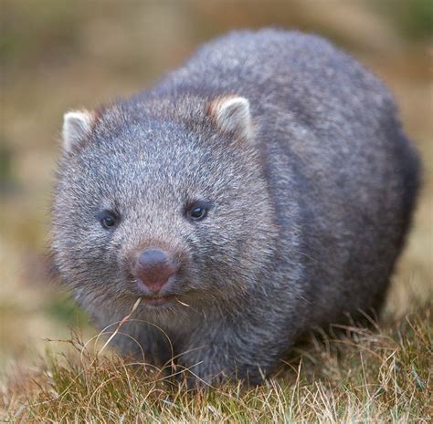 Wombat Cute Animals Australia Animals Cute Wombat