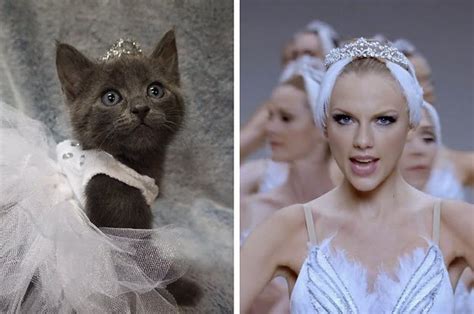 This Girl Dresses Her Cats Up Like Taylor Swift And Its So Damn
