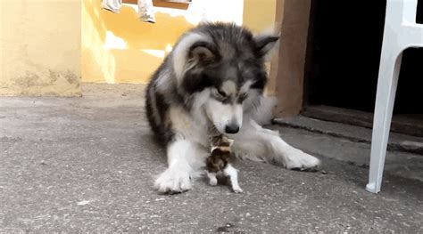 Big Dog Has The Best Reaction To Meeting Tiny Orphaned Kitten