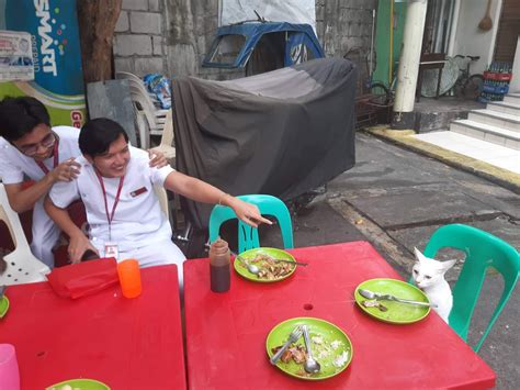 The best site to see, rate and share funny memes! Life Imitates Meme: Manila students spot white cat ...
