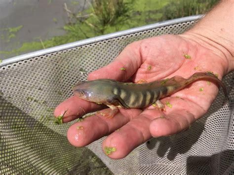 Larval Western Tiger Salamander I Dip Netted Recently Not The Species