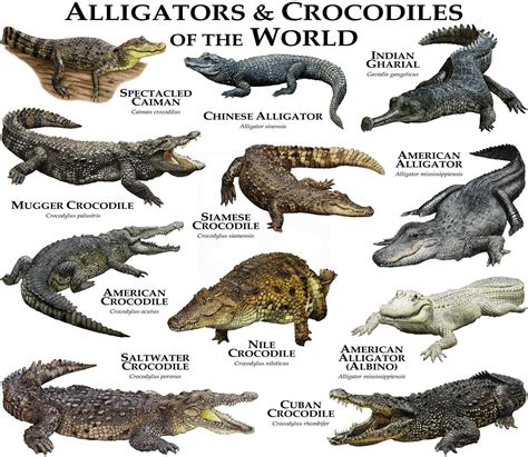 Alligators And Crocodiles Of The World Poster Print Etsy Crocodile