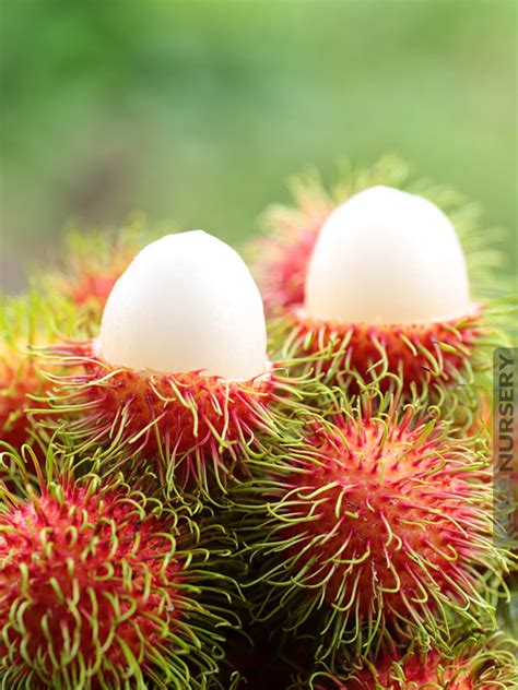 Tropical Rambutan Fruit Tree Nephelium Lappaceum Kens Nursery