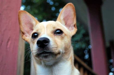 Chihuahua Terrier Mix All You Need To Know Petdt