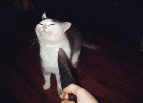 Smug Cat Knife Memes Imgflip