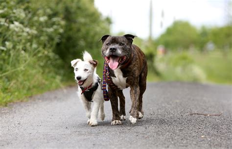 These Two Abandoned Dogs Need A New Home Together Because One Acts As