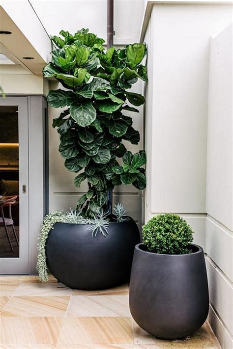 Qui puoi trovare piante da interno, appartamento, ufficio, locali o eventi. Piante Grandi Da Appartamento