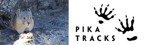 Pikas At Rocky Rocky Mountain National Park Us National Park Service
