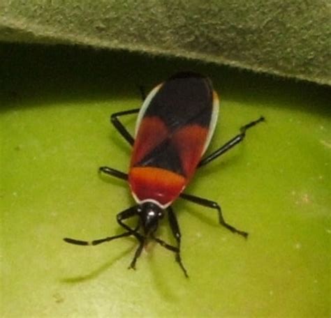 Details 96 About Bug Identifier Australia Hot Nec