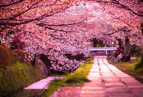 Curiosidades Del Mundo Sakura O Flor De Cerezo